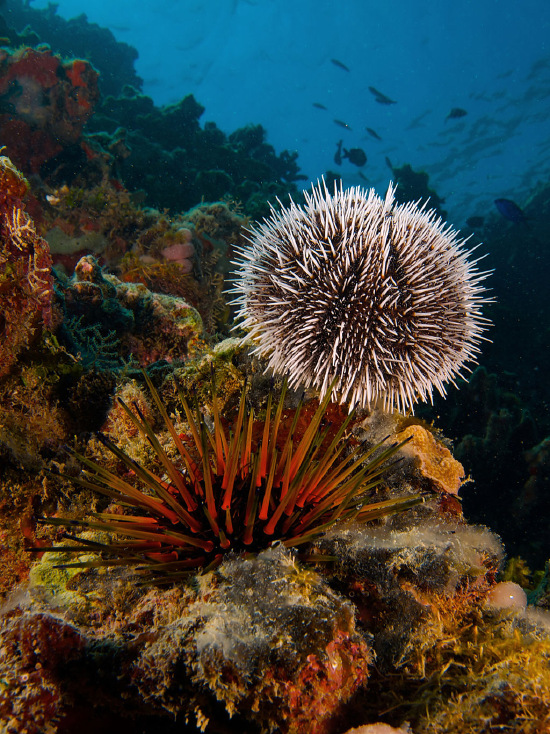  Tripneustes ventricosus (West Indian Sea Egg Urchin)